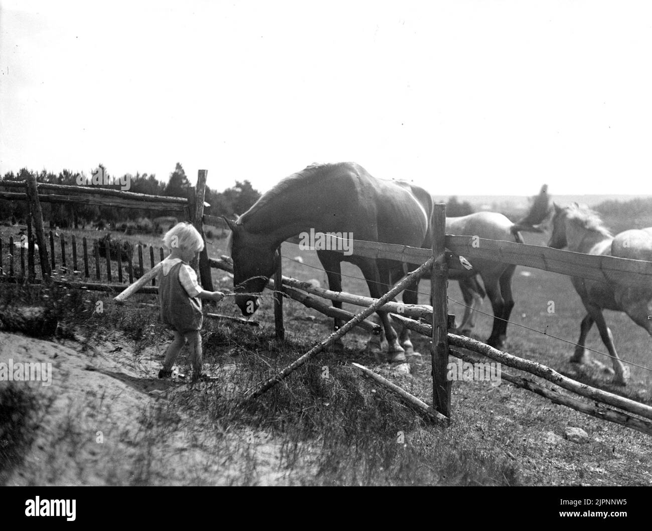Kosty alimenta i cavalli. Kosty matar hästar. Foto Stock