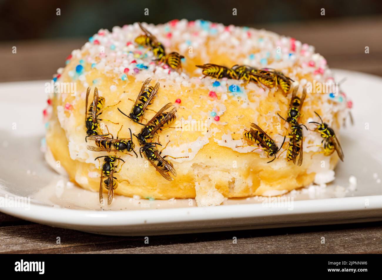 Un Wasp pericoloso sul cibo Foto Stock