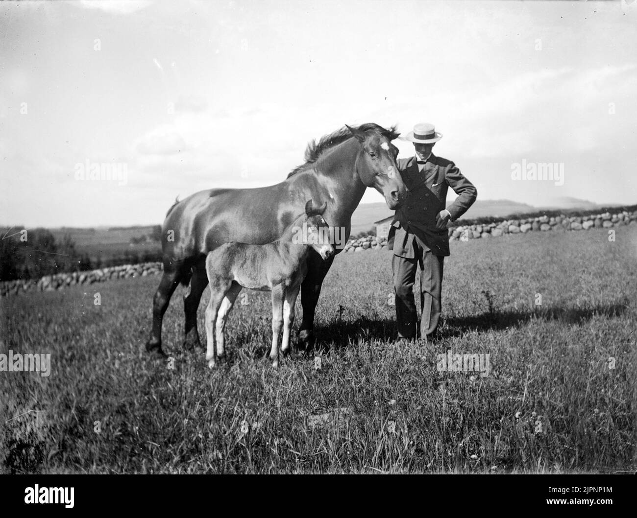 I cavalli a Kampagården. Hästarna i Kampagården. Foto Stock