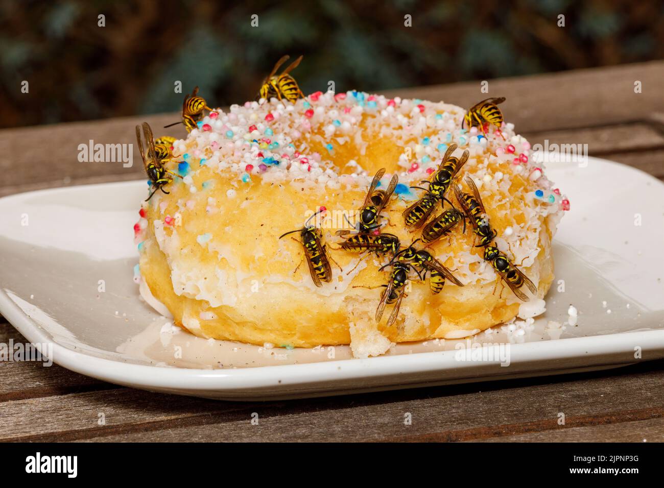 Un Wasp pericoloso sul cibo Foto Stock