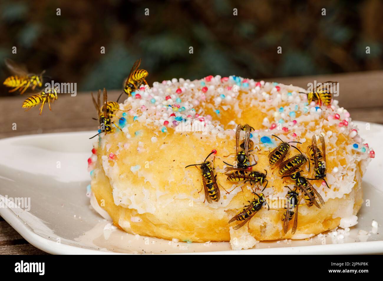 Un Wasp pericoloso sul cibo Foto Stock