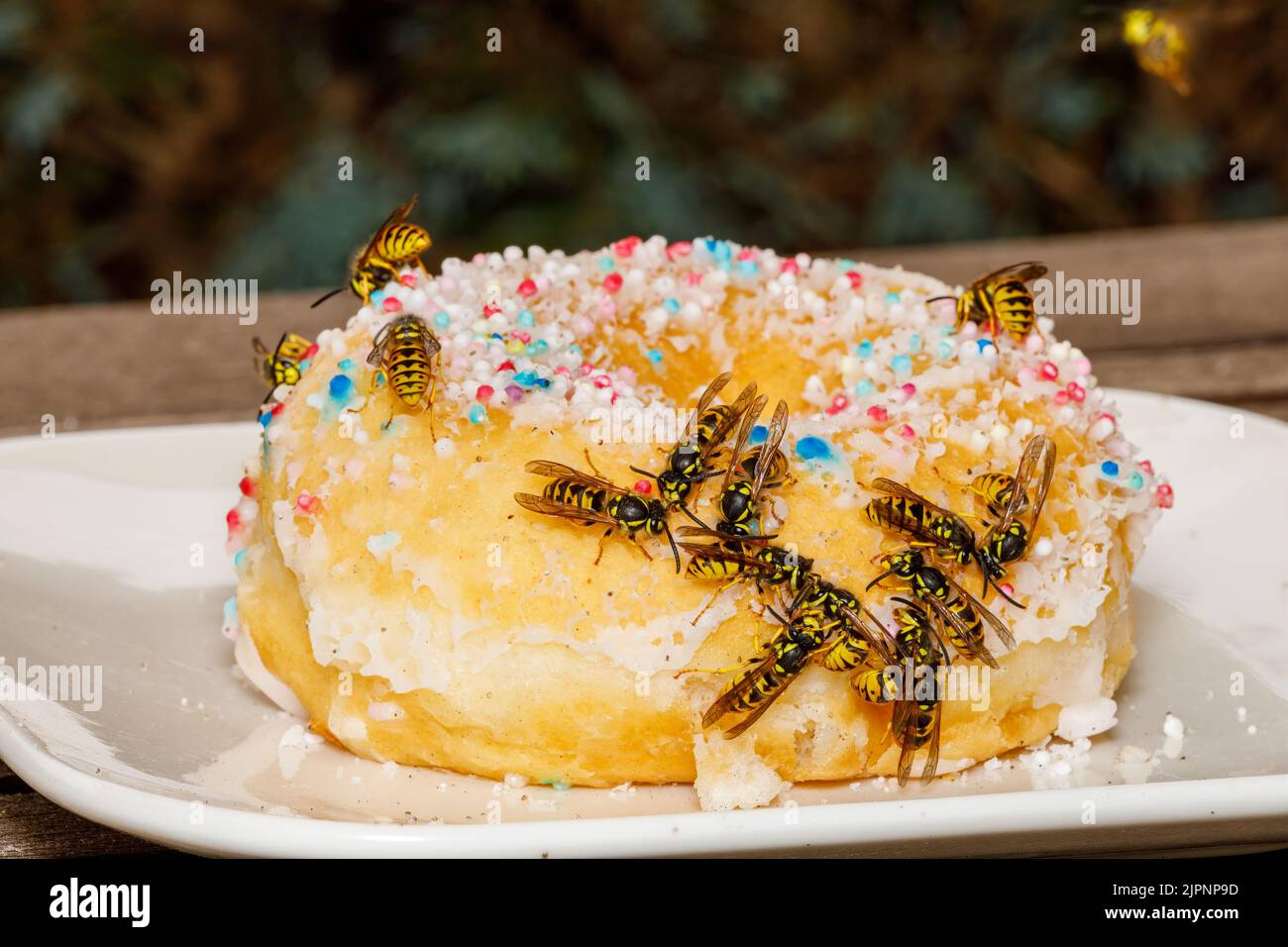 Un Wasp pericoloso sul cibo Foto Stock