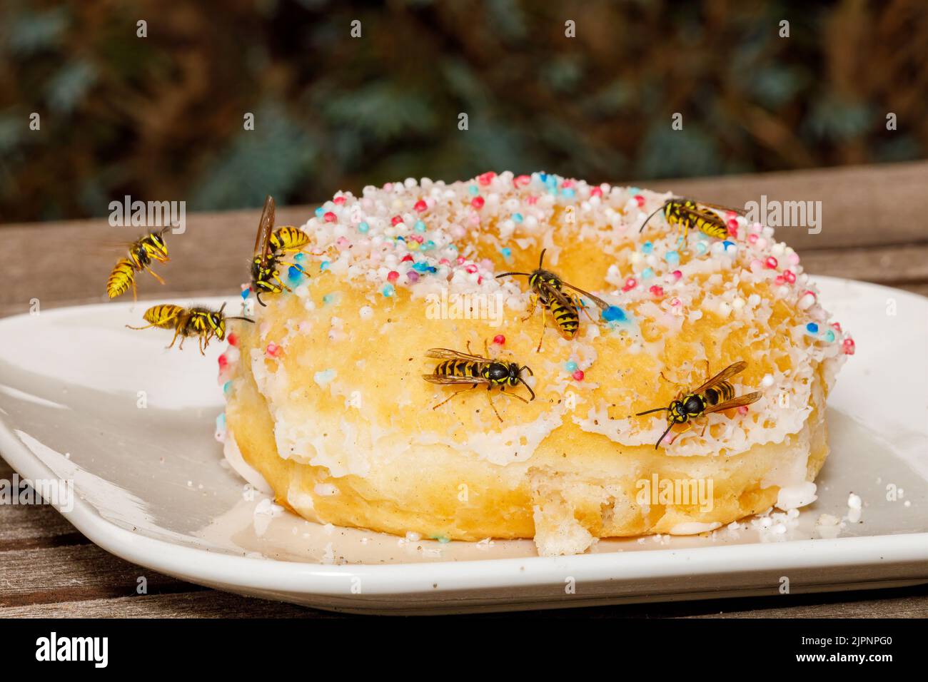 Un Wasp pericoloso sul cibo Foto Stock