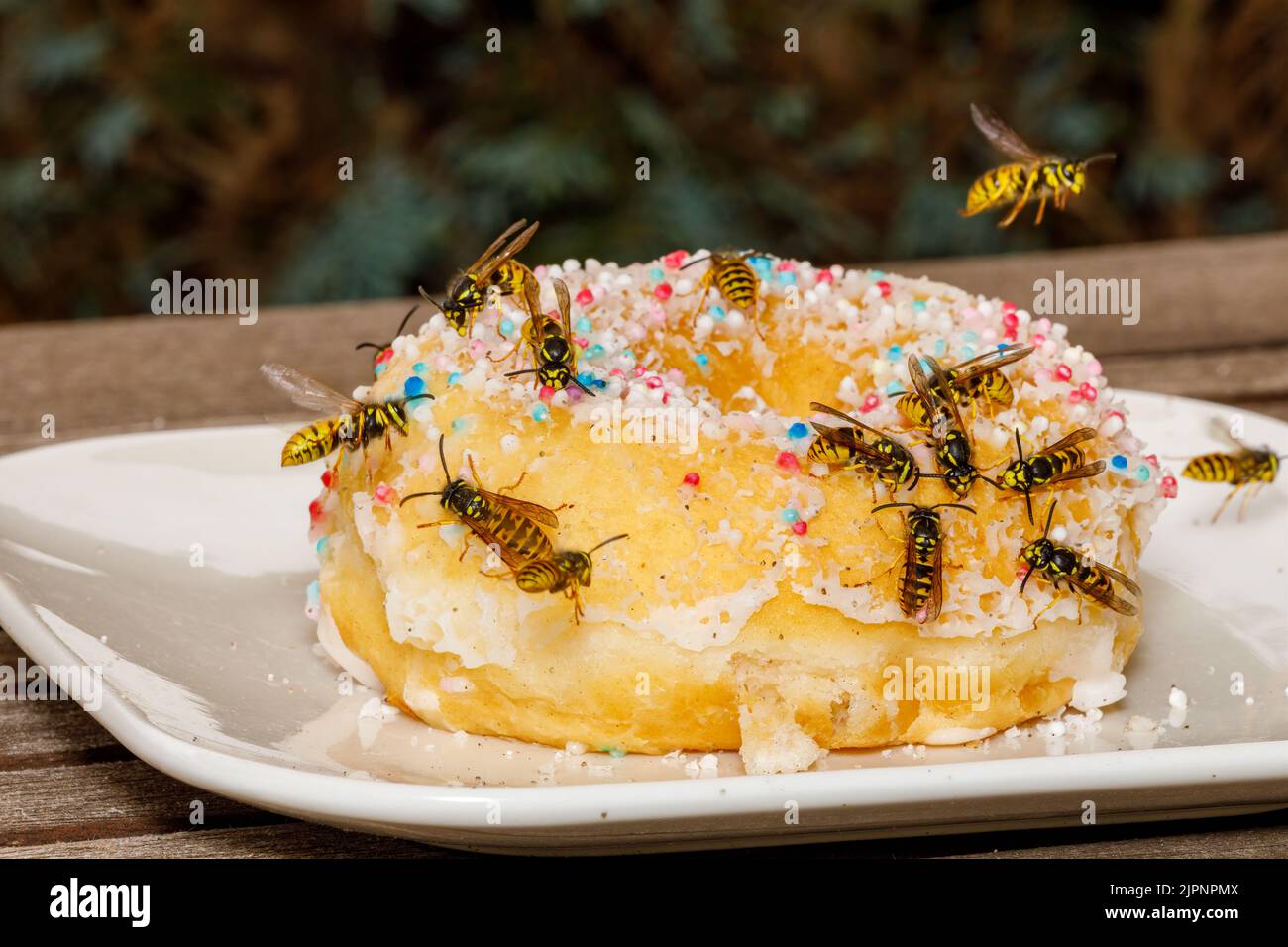 Un Wasp pericoloso sul cibo Foto Stock