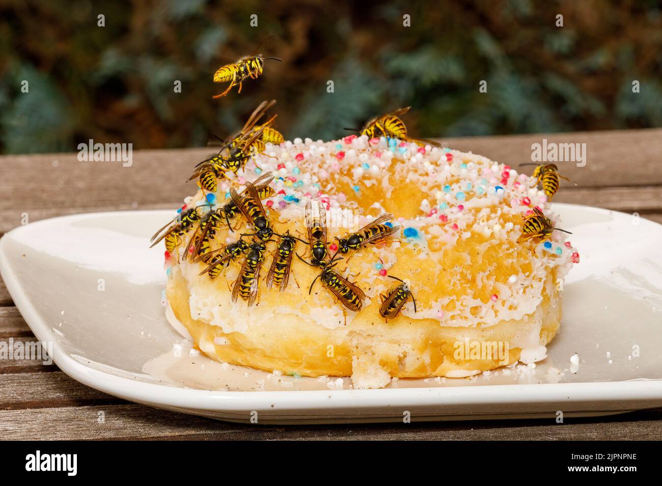 Un Wasp pericoloso sul cibo Foto Stock