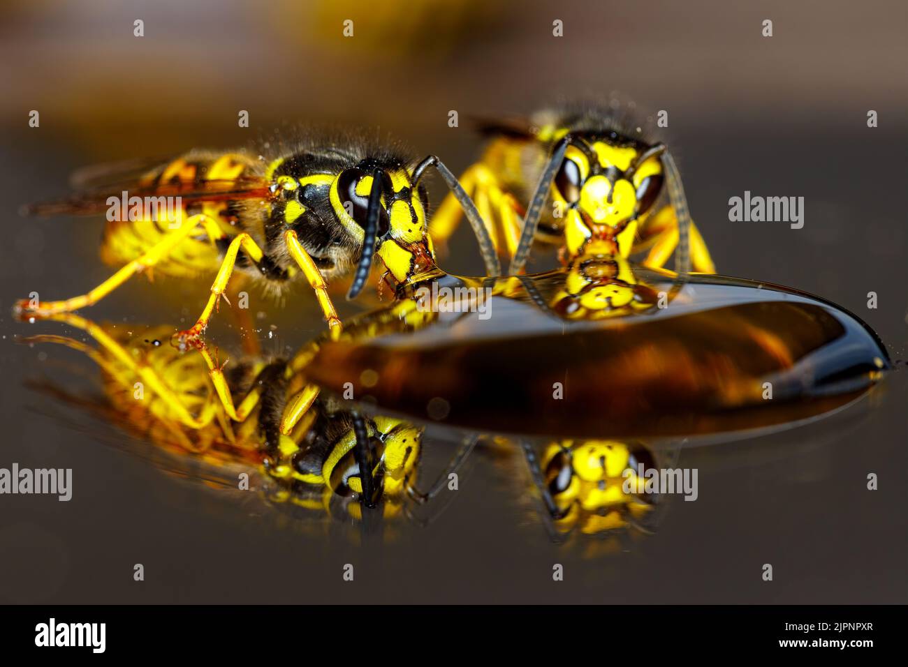 Un Wasp pericoloso sul cibo Foto Stock