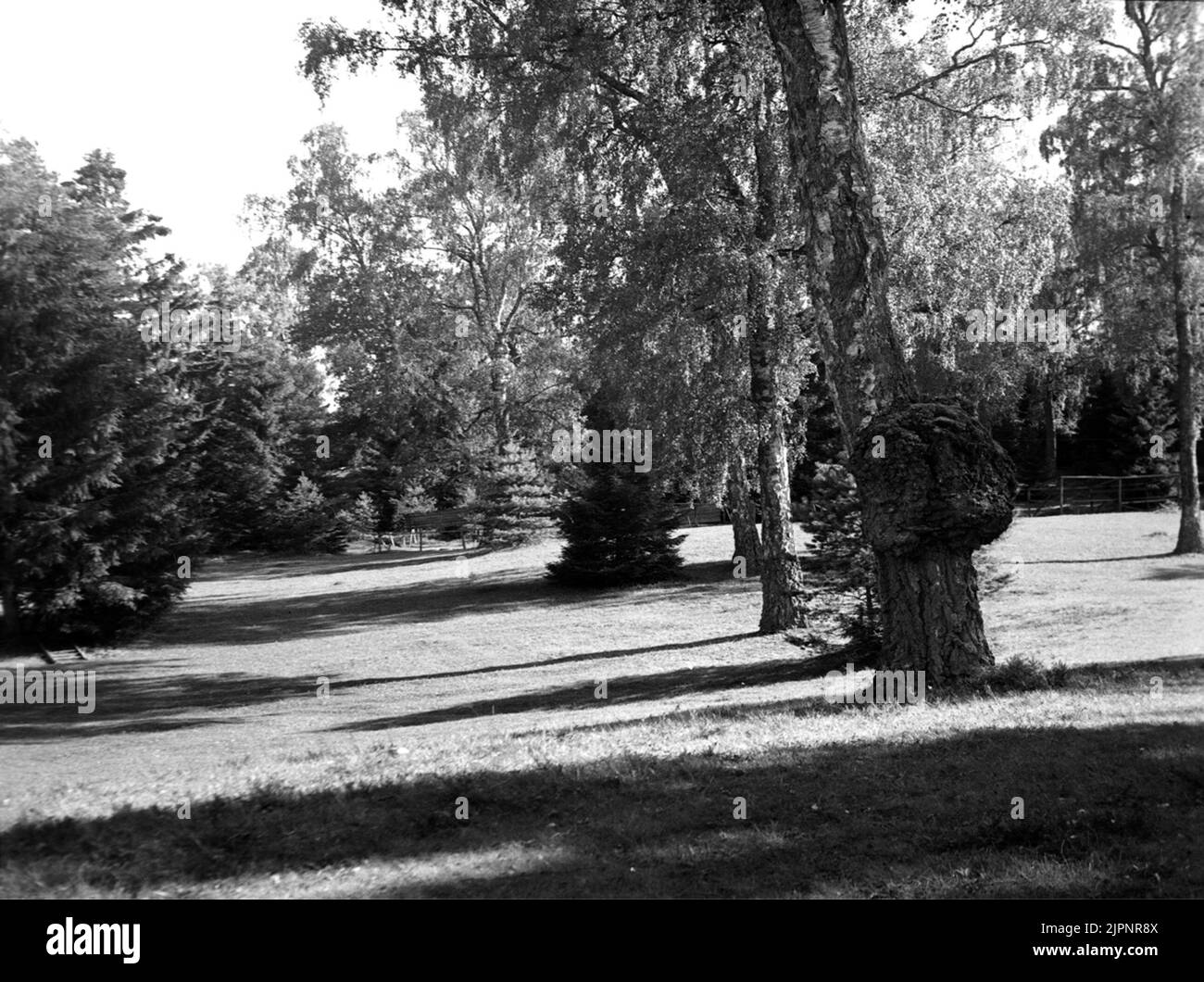 Ricordi naturali di Sandhem Grimstorp Ekängen. Naturminnen från Sandhem Grimstorp Ekängen. Foto Stock