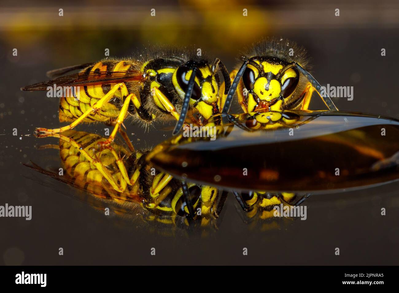 Un Wasp pericoloso sul cibo Foto Stock