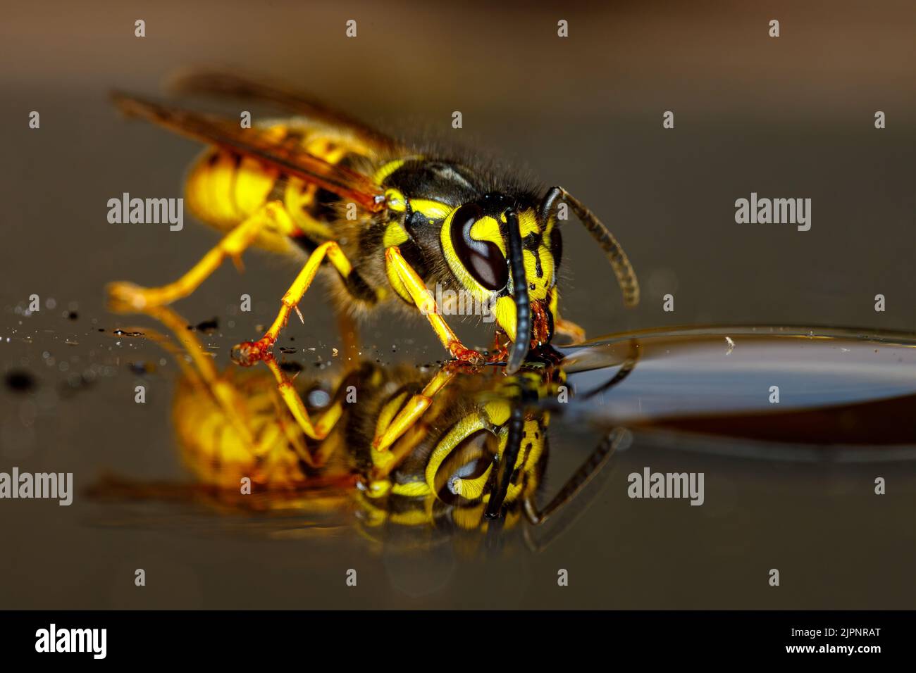 Un Wasp pericoloso sul cibo Foto Stock