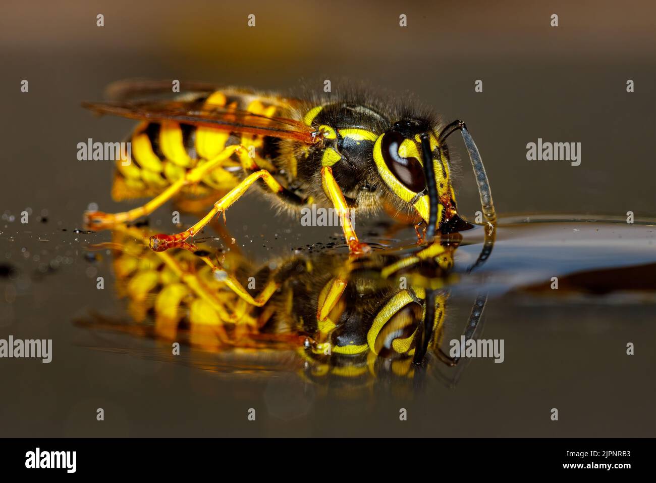 Un Wasp pericoloso sul cibo Foto Stock