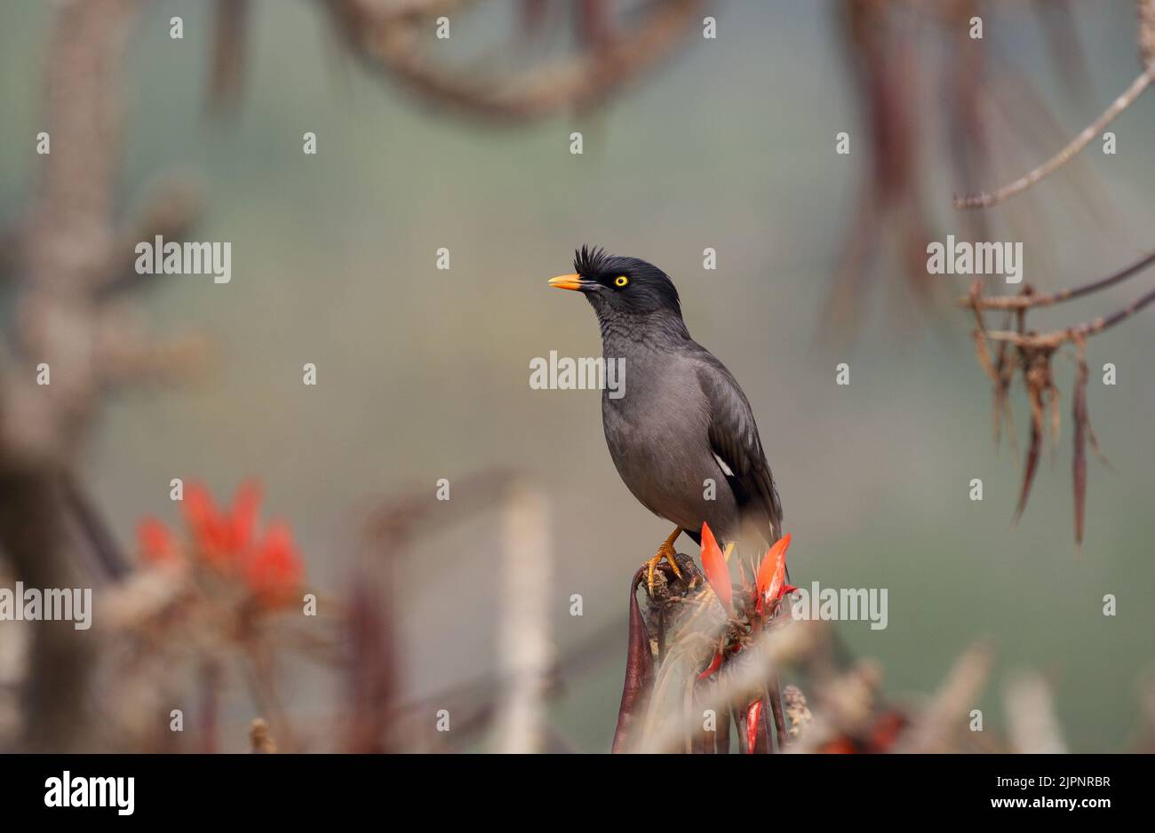 jungle myna bird. jungle myna è una myna, un membro della famiglia delle stelle. Foto Stock