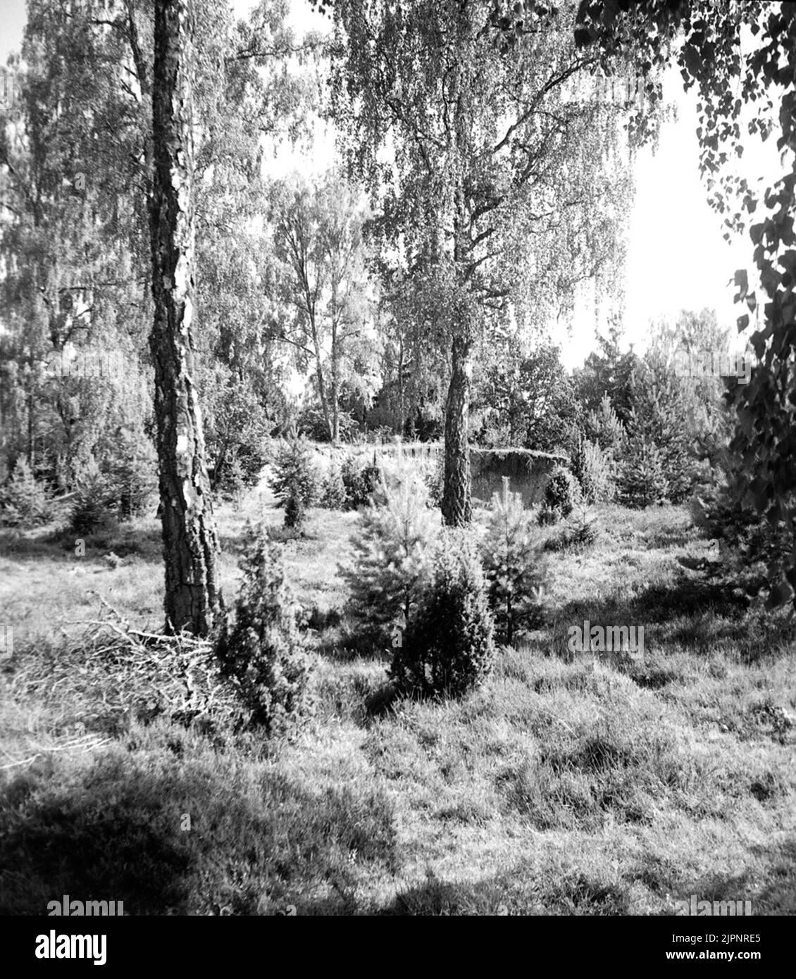 Ricordi naturali di Sandhem, Grimstorp Ekängen. Naturminnen från Sandhem, Grimstorp Ekängen. Foto Stock