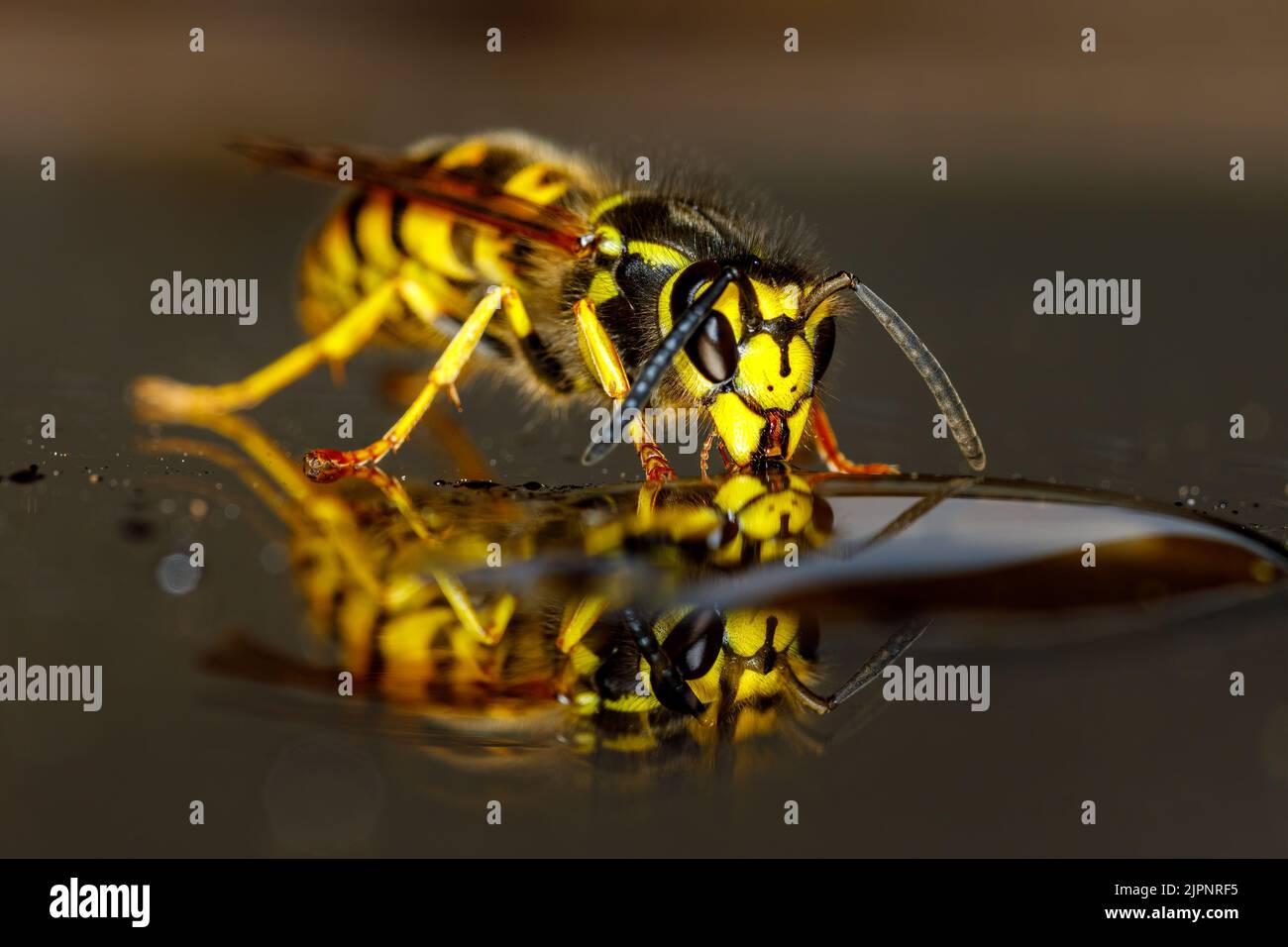 Un Wasp pericoloso sul cibo Foto Stock