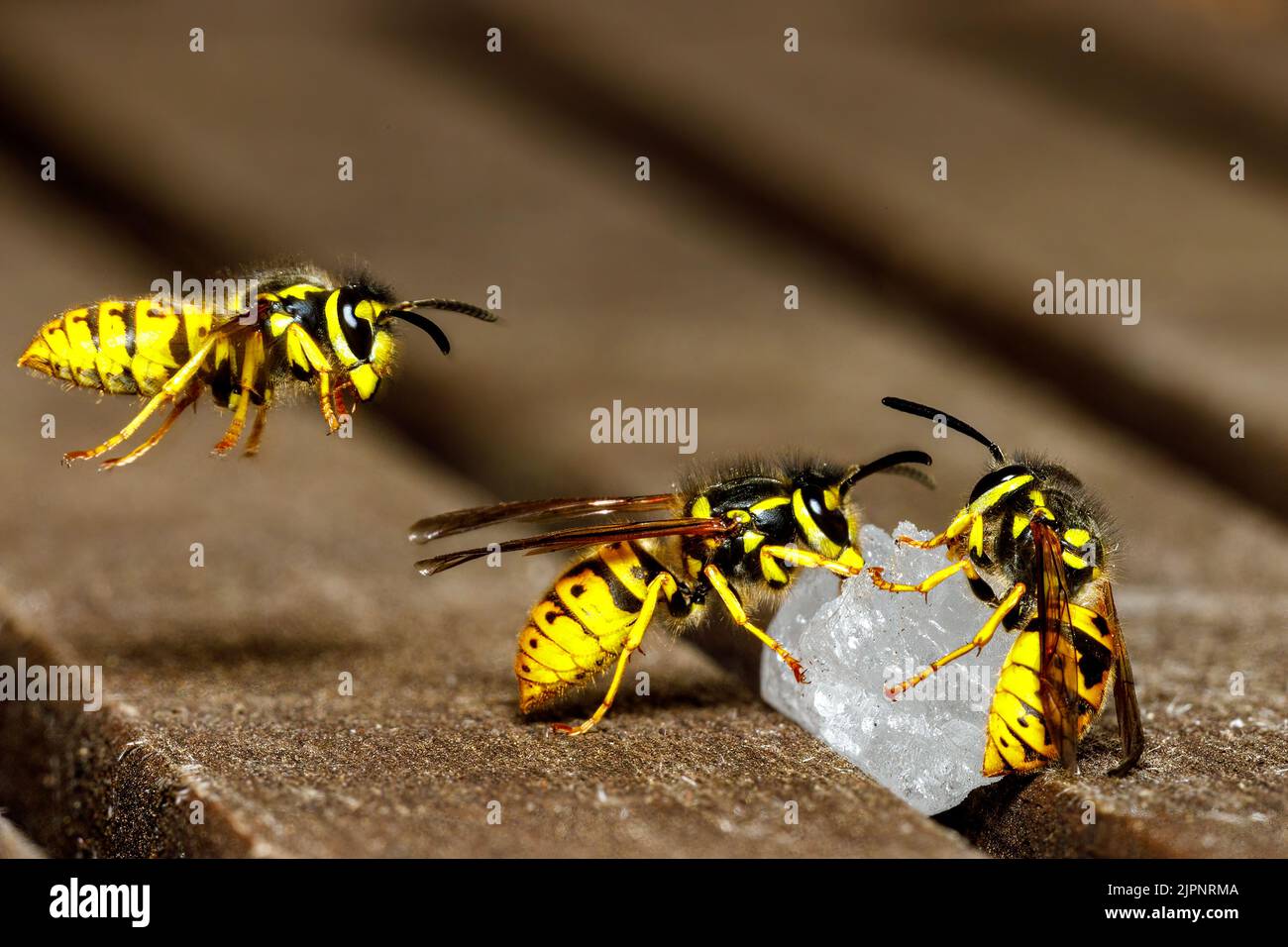 Un Wasp pericoloso sul cibo Foto Stock
