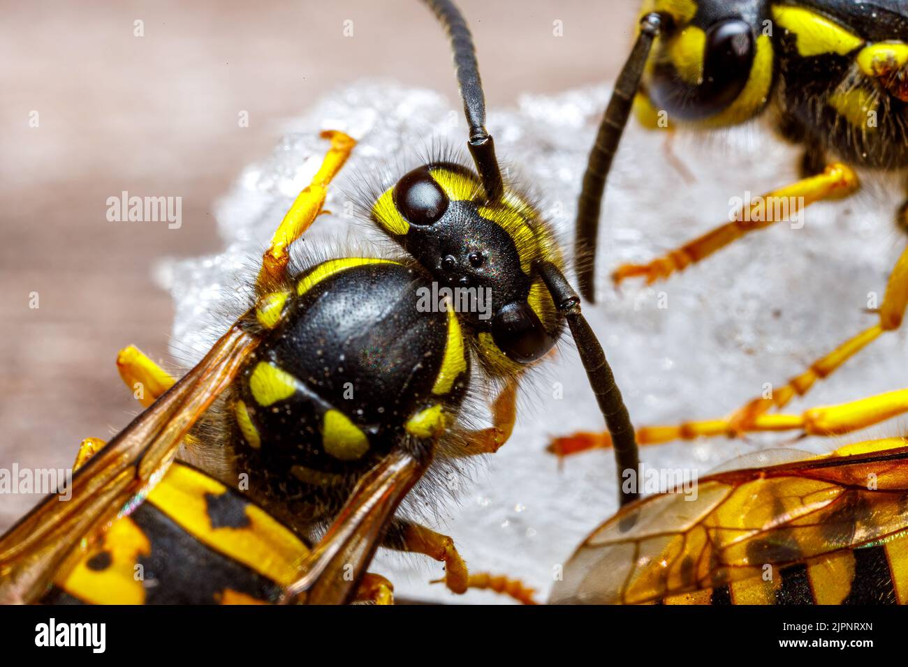 Un Wasp pericoloso sul cibo Foto Stock
