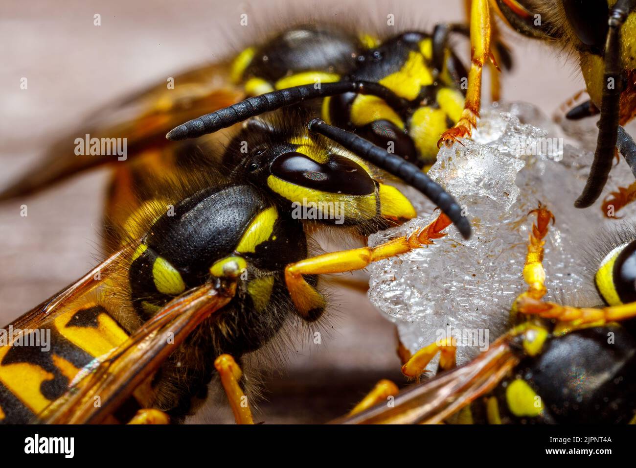 Un Wasp pericoloso sul cibo Foto Stock