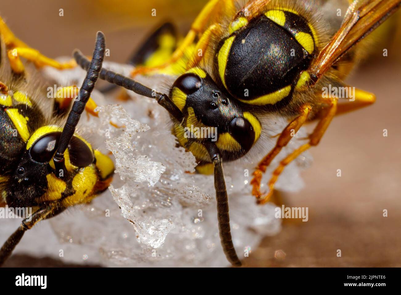 Un Wasp pericoloso sul cibo Foto Stock