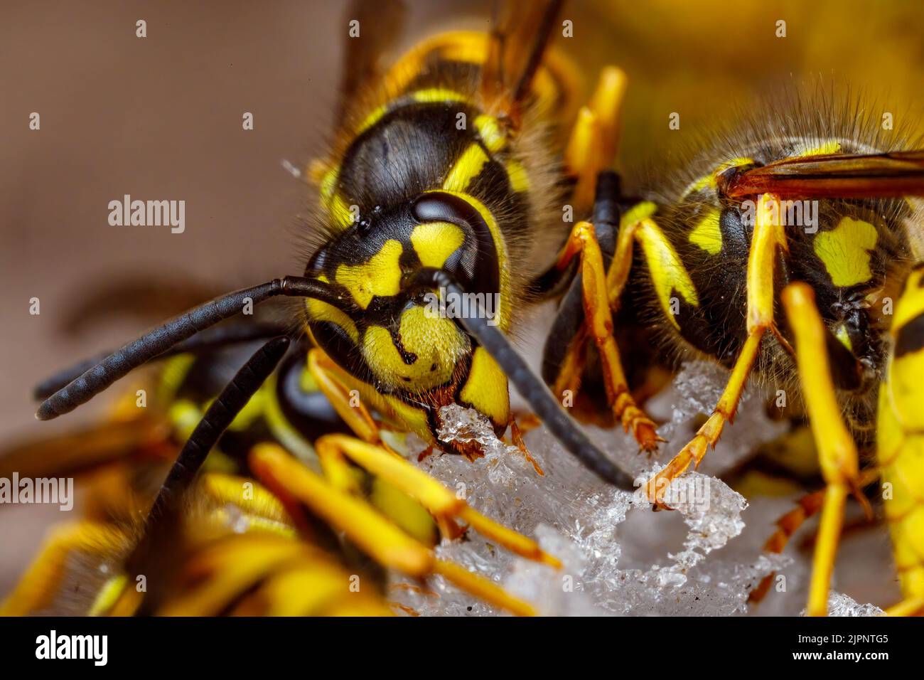 Un Wasp pericoloso sul cibo Foto Stock