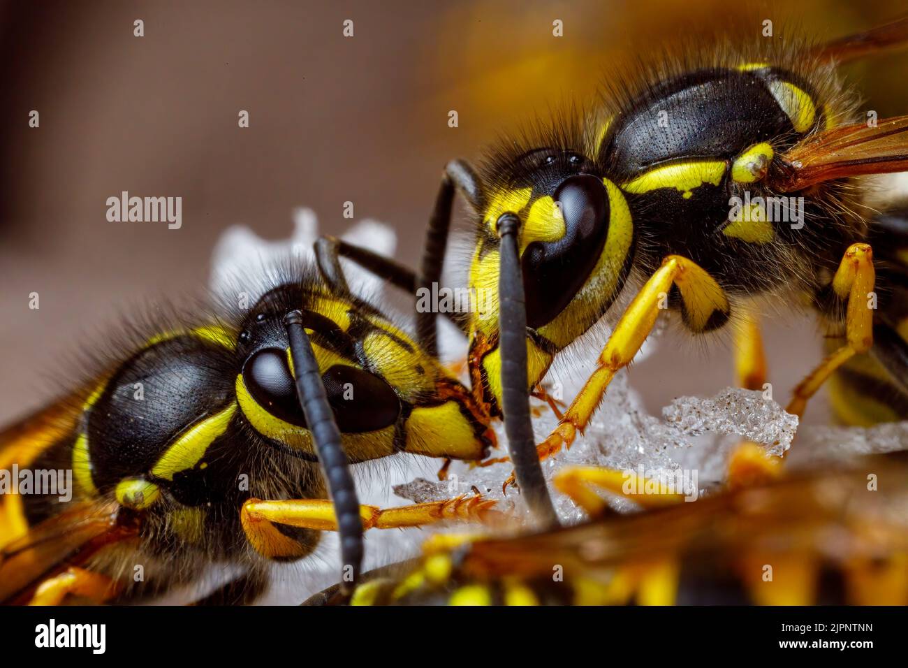Un Wasp pericoloso sul cibo Foto Stock