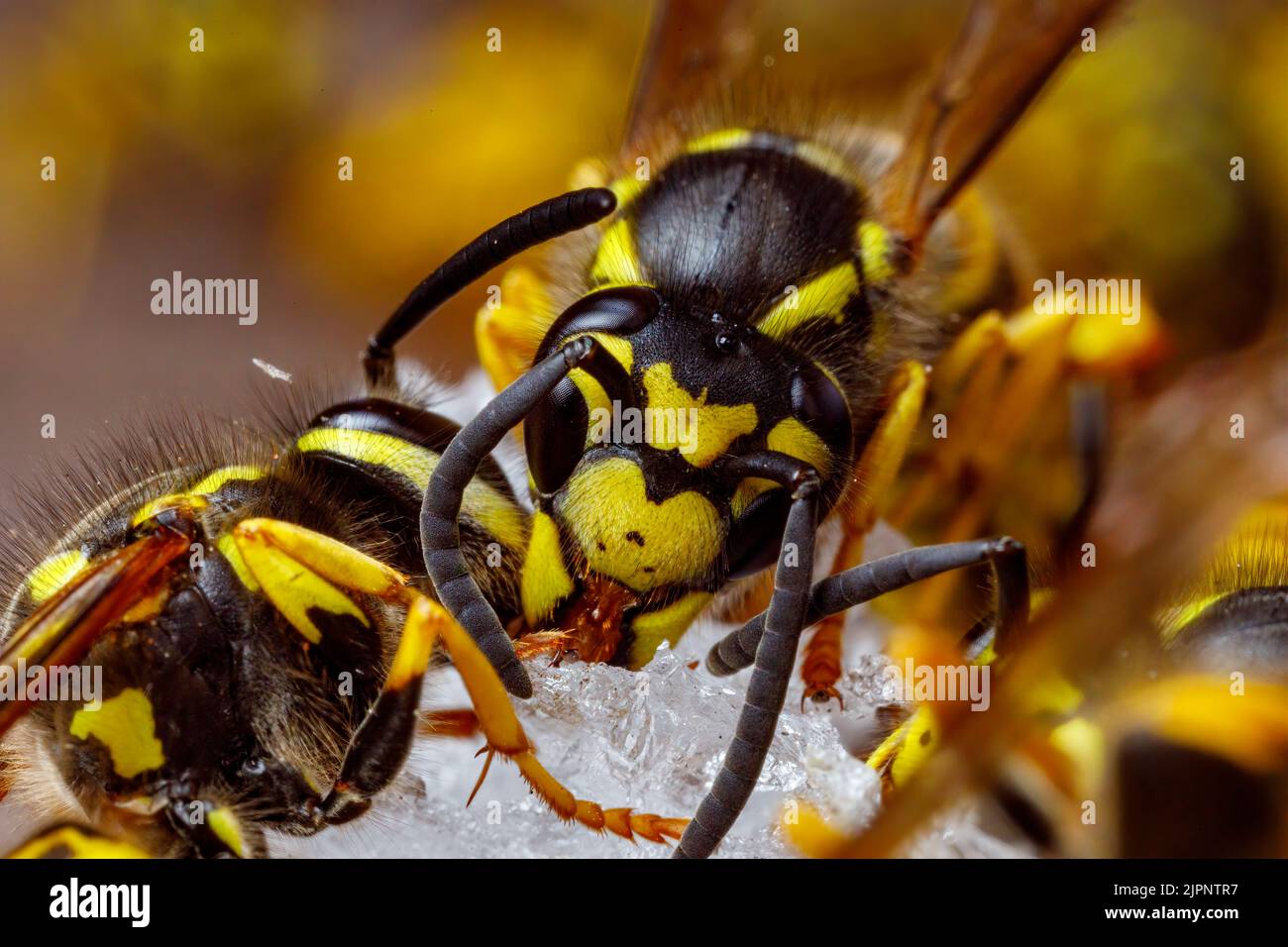 Un Wasp pericoloso sul cibo Foto Stock