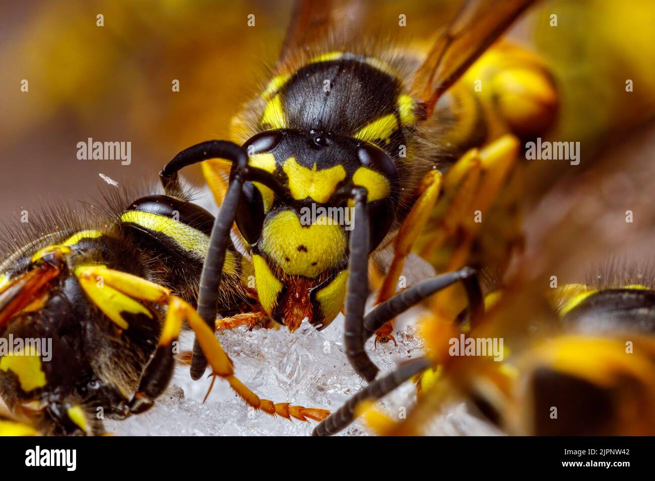 Un Wasp pericoloso sul cibo Foto Stock