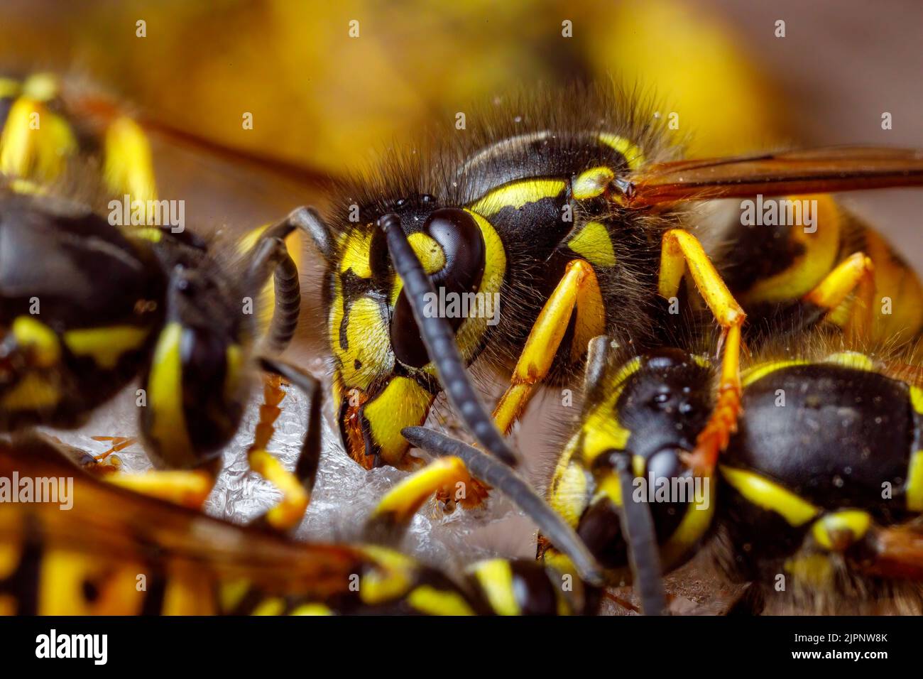 Un Wasp pericoloso sul cibo Foto Stock