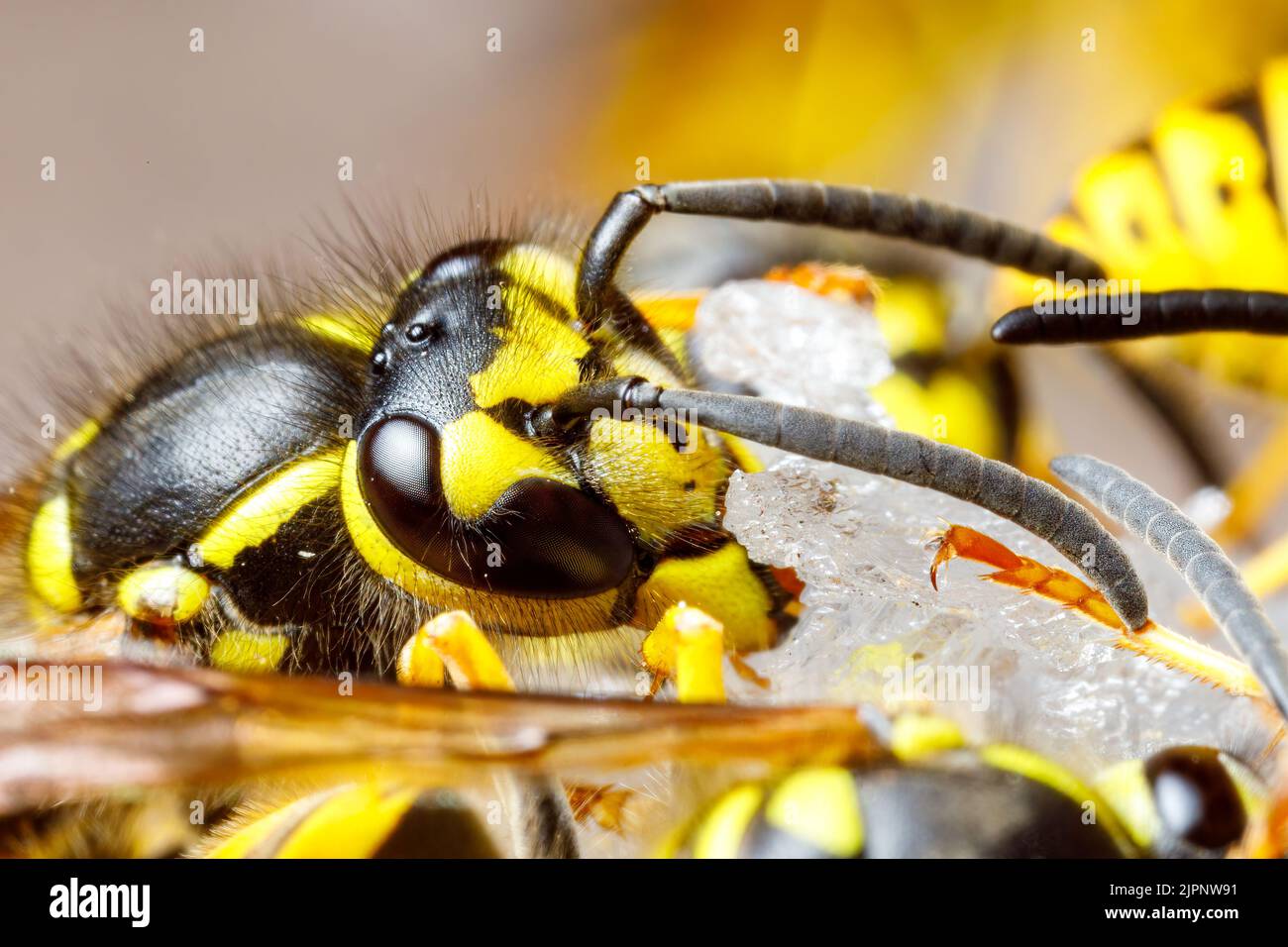 Un Wasp pericoloso sul cibo Foto Stock