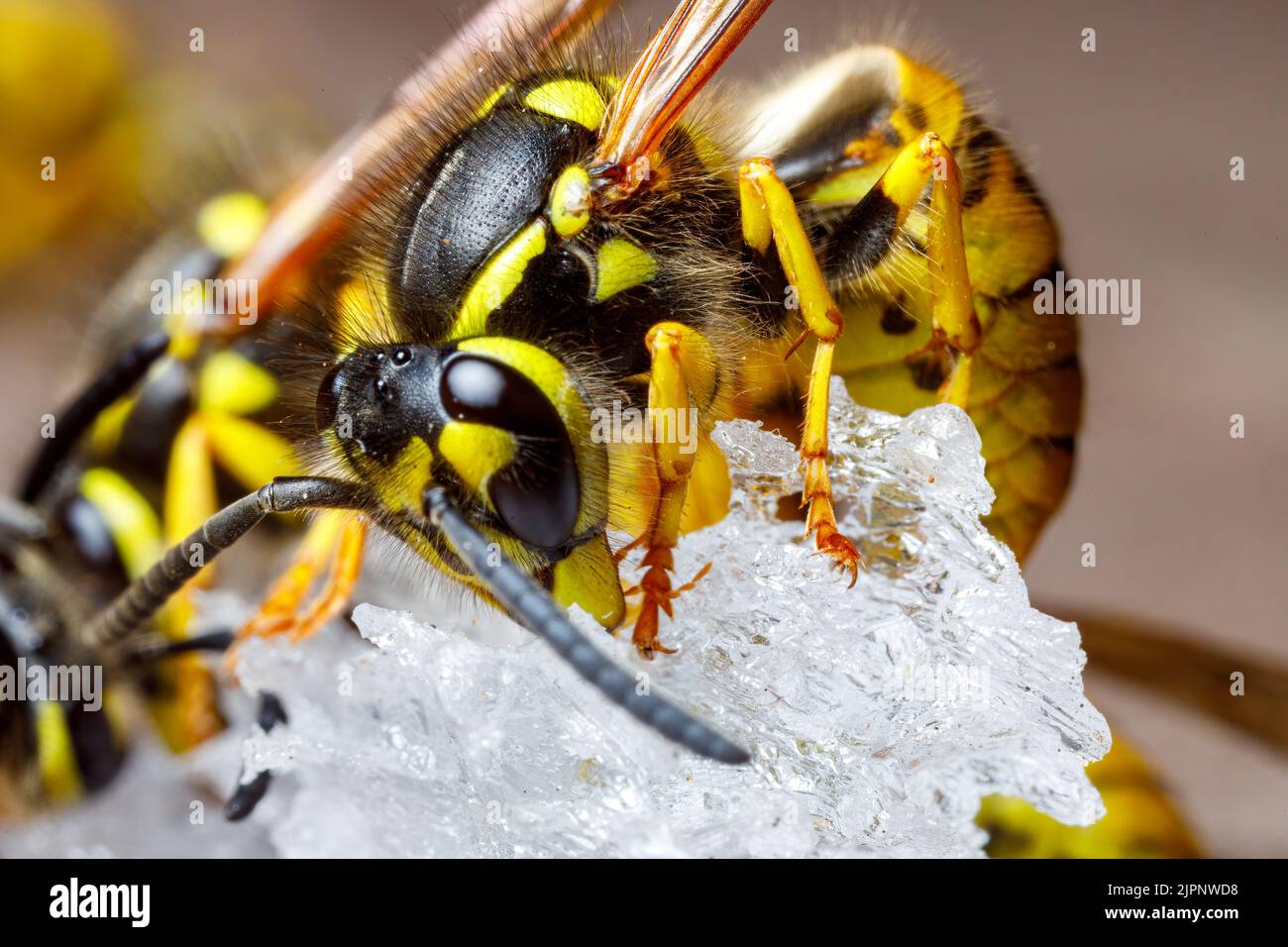 Un Wasp pericoloso sul cibo Foto Stock