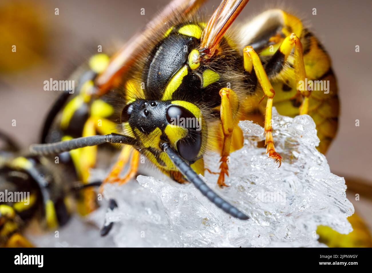 Un Wasp pericoloso sul cibo Foto Stock