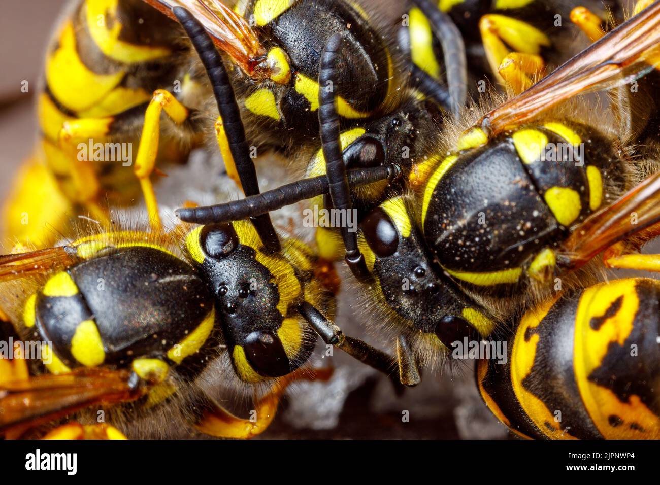 Un Wasp pericoloso sul cibo Foto Stock