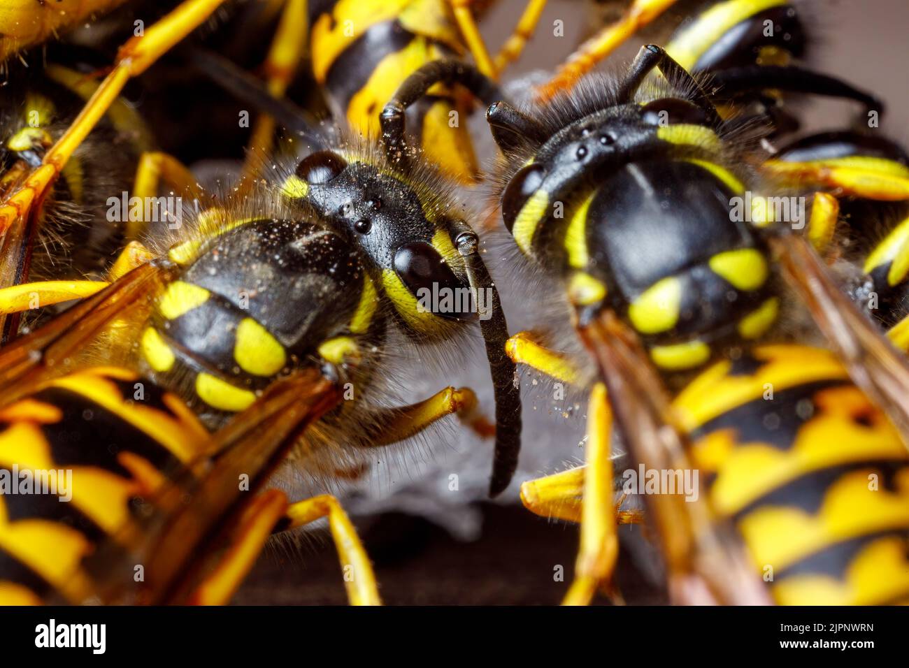 Un Wasp pericoloso sul cibo Foto Stock