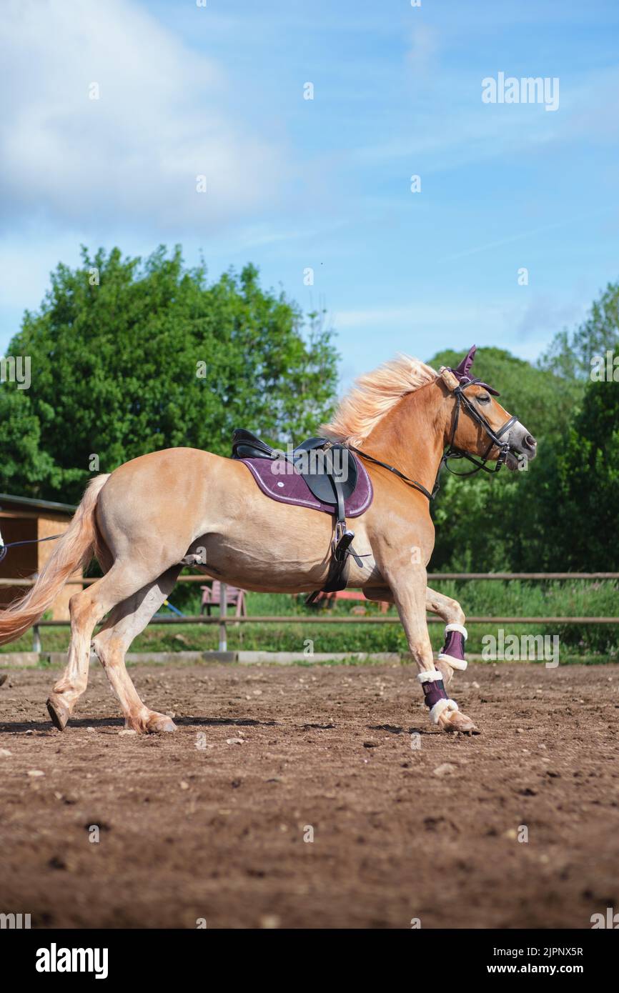 Scatto verticale di bel cavallo Haflinger allenamento in penna rotonda con corda al piombo nella soleggiata giornata estiva. Formazione per il cavaliere Foto Stock