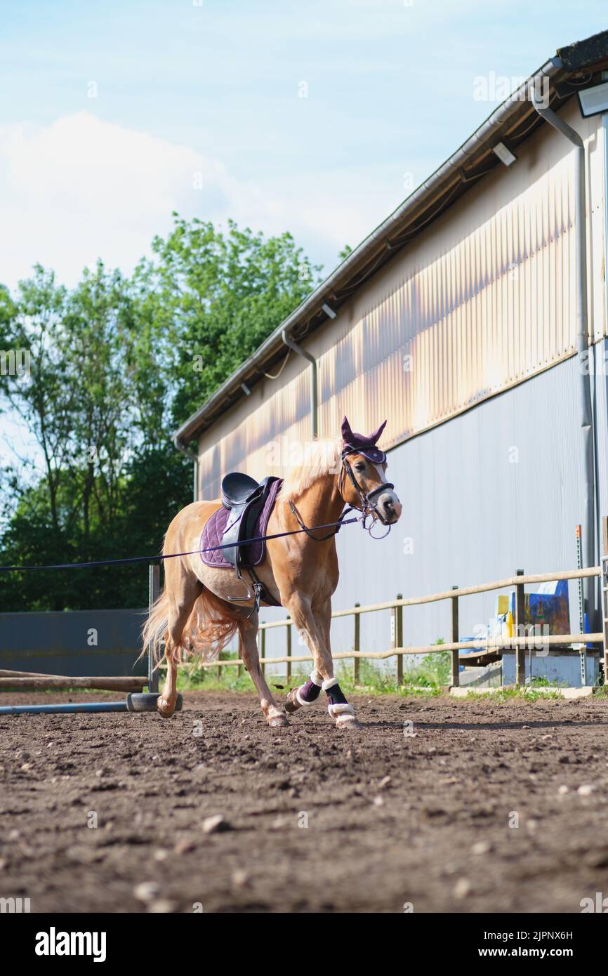 Scatto verticale di bel cavallo Haflinger allenamento in penna rotonda con corda al piombo nella soleggiata giornata estiva. Formazione per il cavaliere Foto Stock