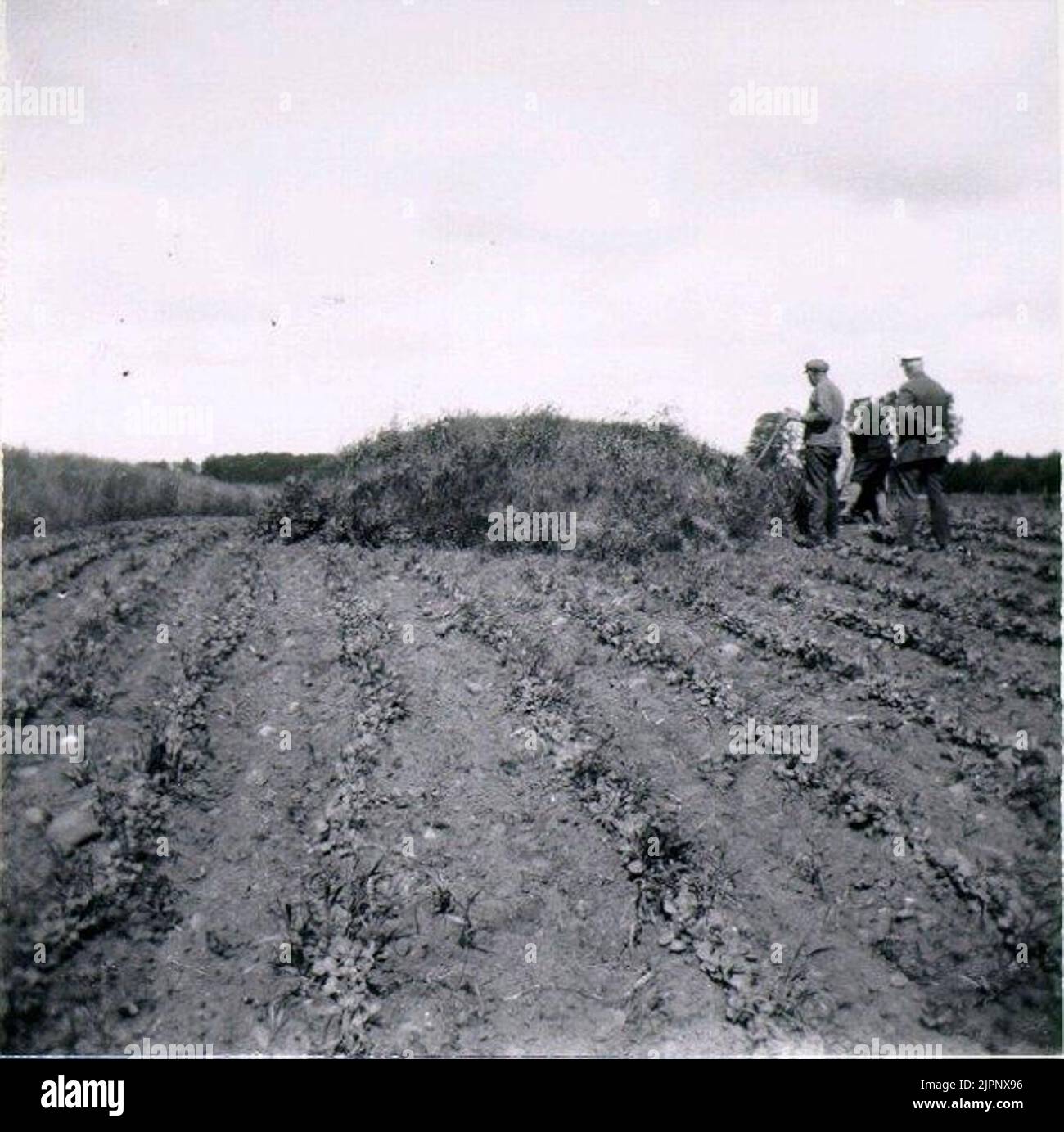 Rosa alla trama di Grolanda. Röse Vid Tomten i Grolana. Foto Stock