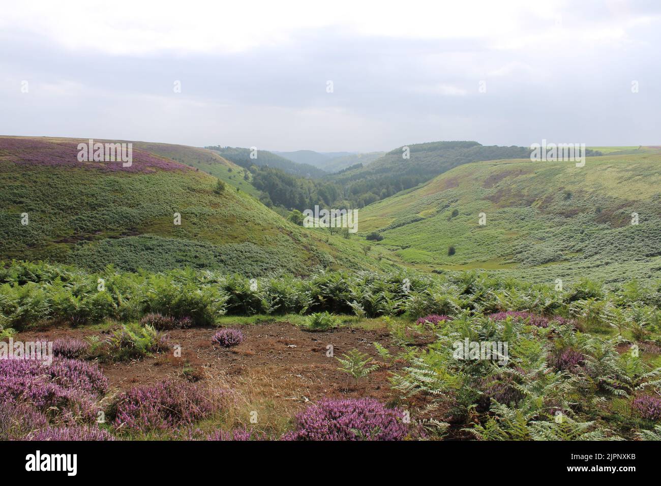 North Yorkshire Moors Heather Estate Regno Unito Foto Stock