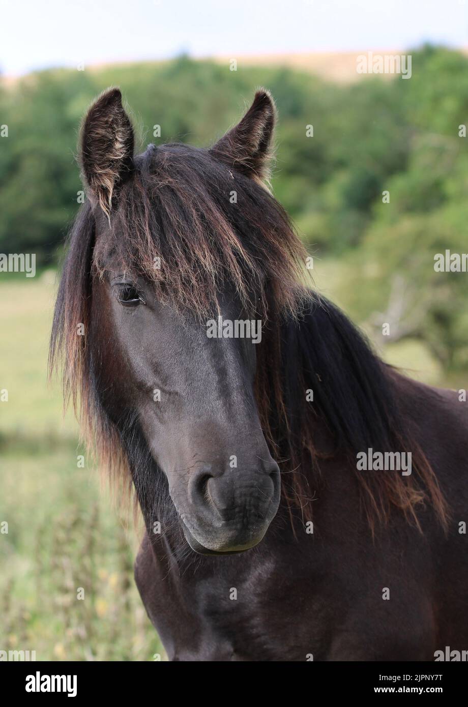 Yearling Fly Fell Pony North Yorkshire Regno Unito Foto Stock