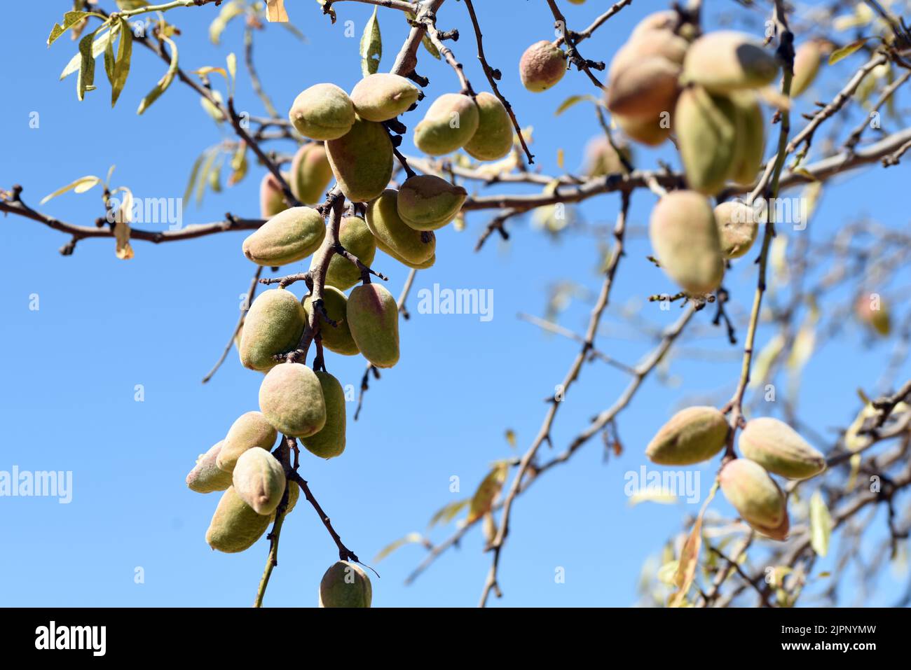 Detalle de las ramas del árbol del almendro cargadas de sus frutos a finales de agosto Foto Stock