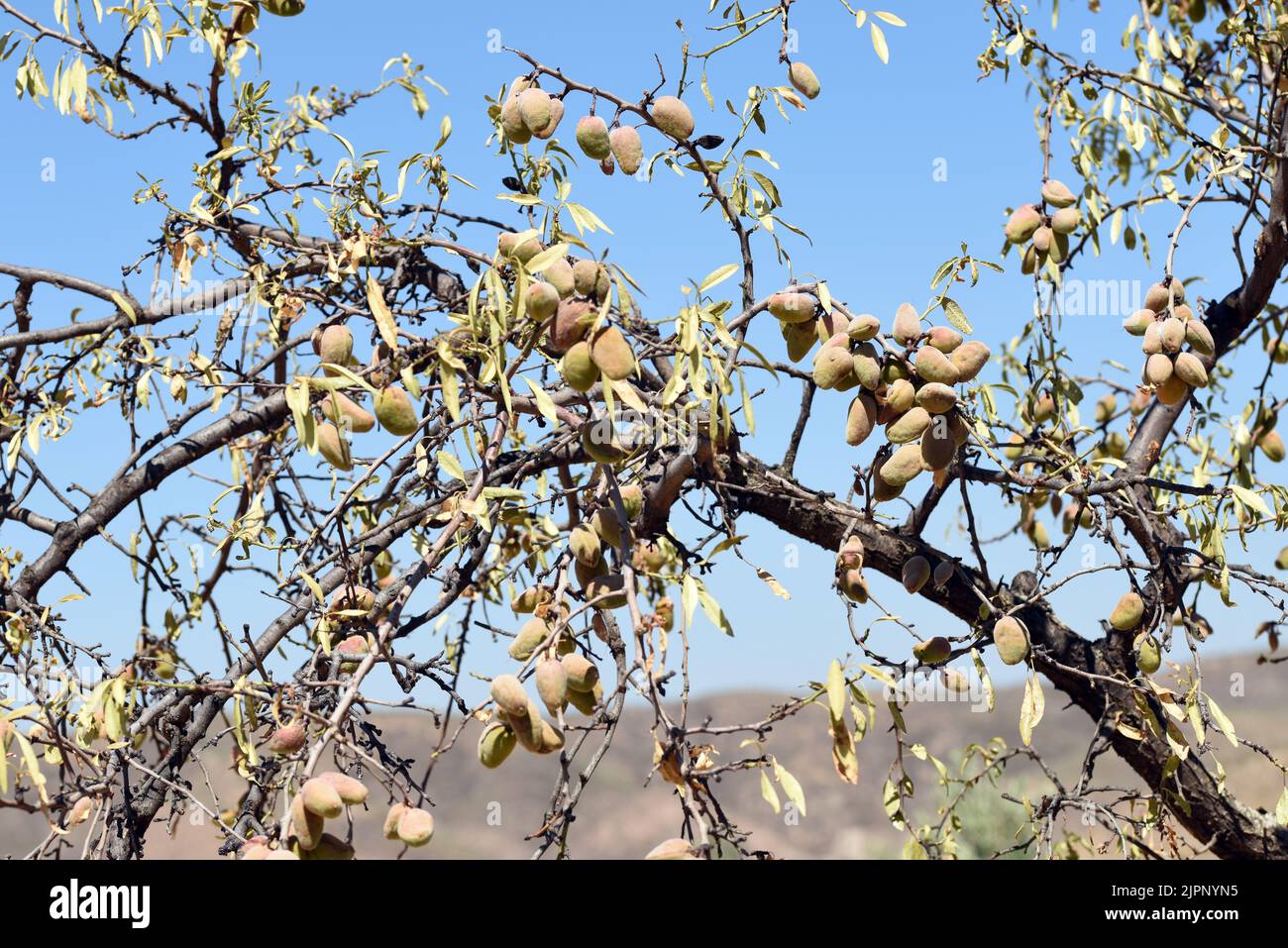 Detalle de las ramas del árbol del almendro cargadas de sus frutos a finales de agosto Foto Stock