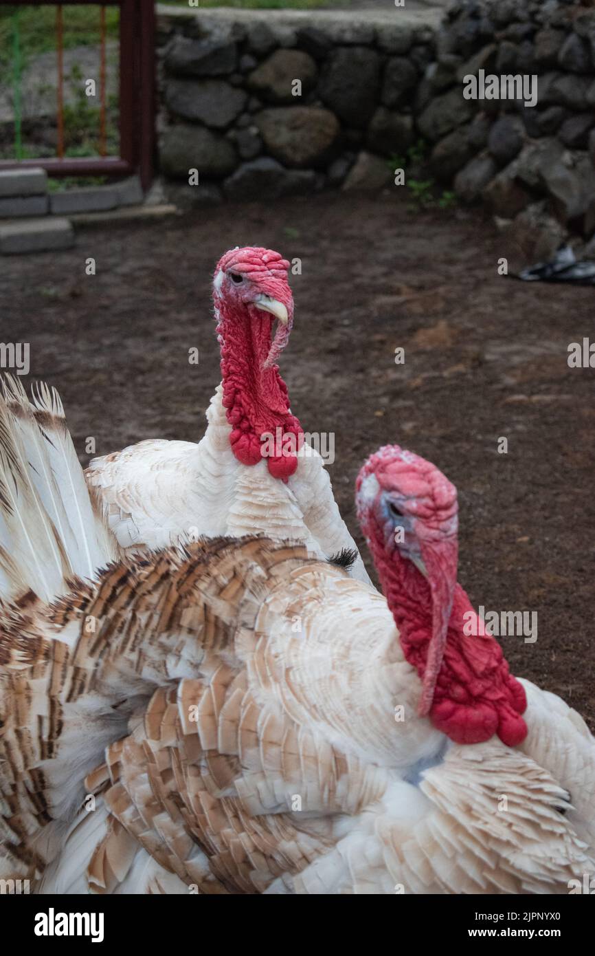 Un primo piano verticale di due tacchini in una fattoria Foto Stock