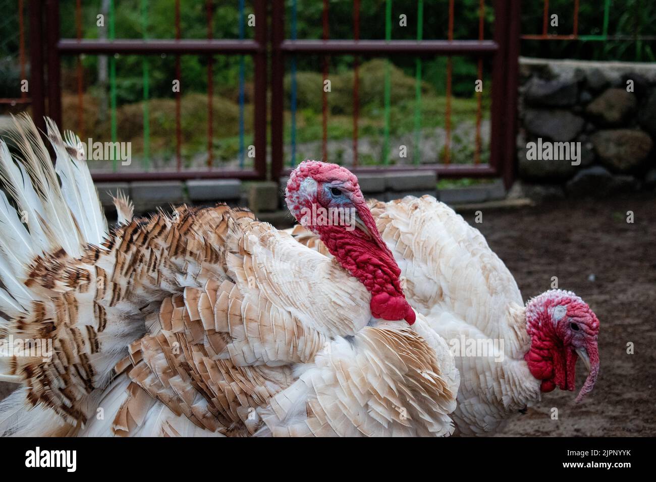 Un primo piano di due tacchini in una fattoria Foto Stock