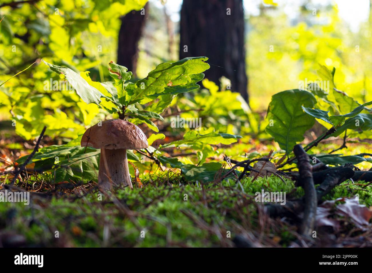 Bello fungo bianco crescere nella foresta estiva. Stagione autunnale raccogliere funghi. Cibo vegetariano sano che cresce in legno. Foresta piante biologiche Foto Stock