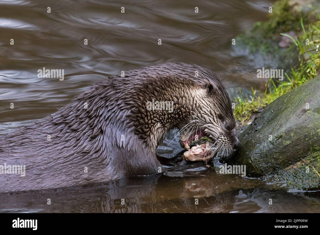 Lontra eurasiatica / lontra europea (Lutra lutra) mangiare pesce d'acqua dolce pescato dal lago Foto Stock