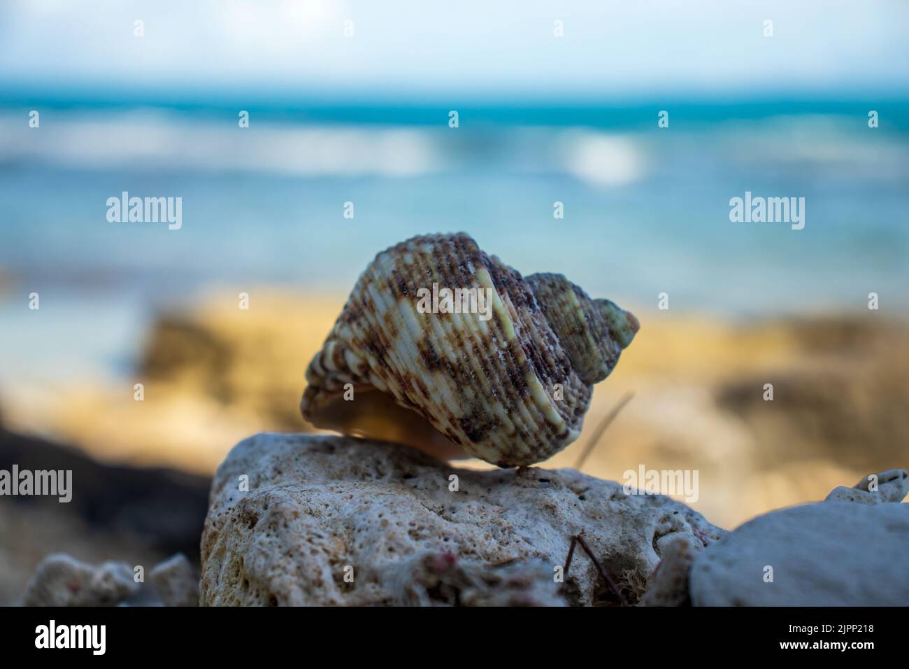 Conchiglia di lumaca di mare sulla spiaggia, Aceh, Indonesia. Foto Stock
