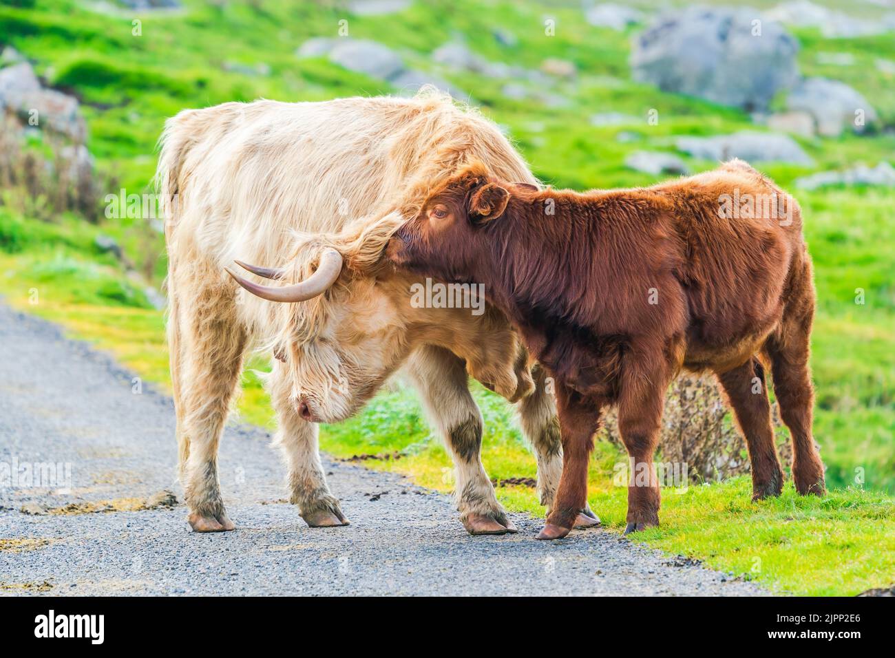 Mucca delle Highland con un vitello, Isola di Harris nelle Ebridi esterne, Scozia. Messa a fuoco selettiva Foto Stock