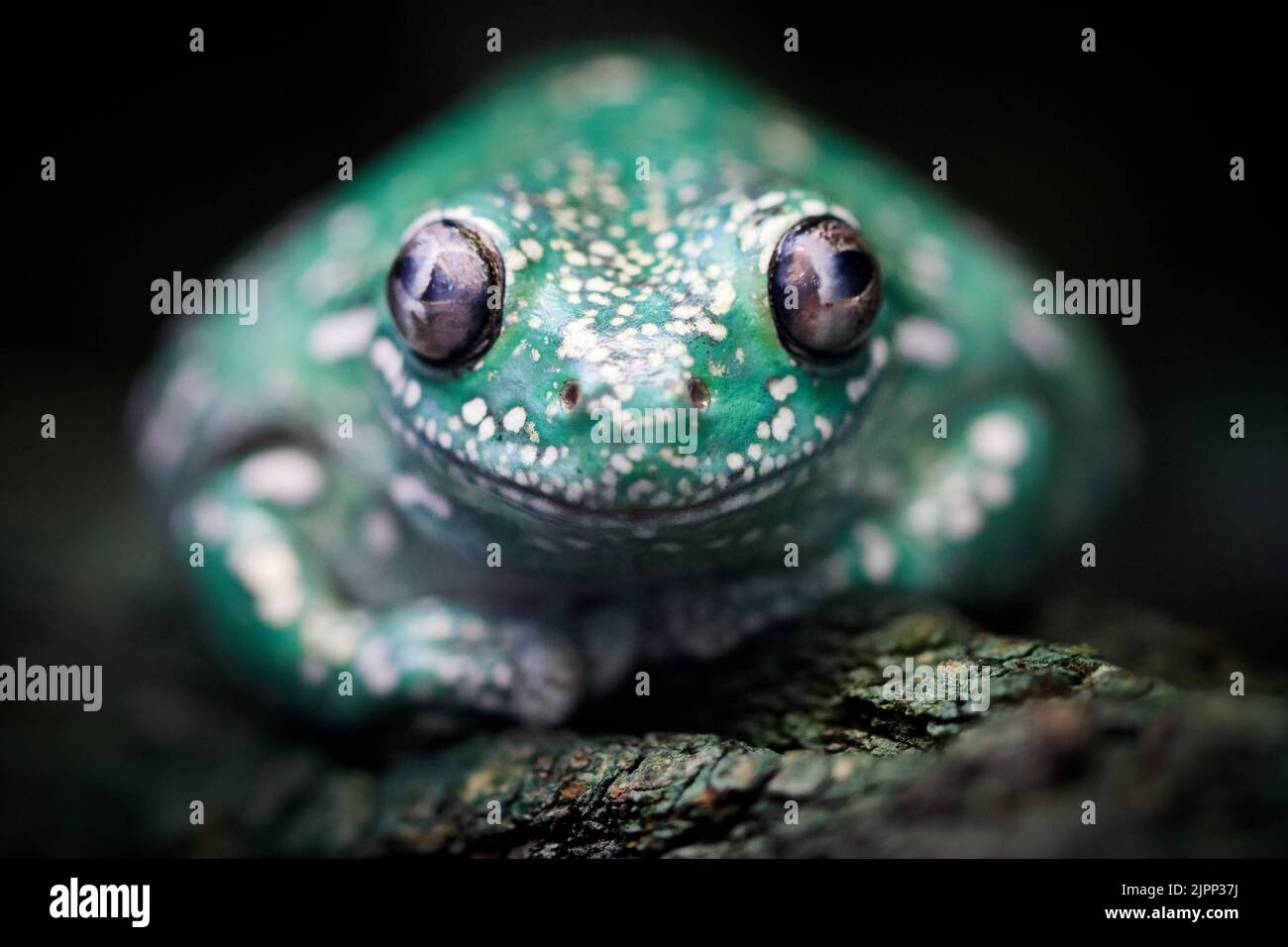 Primo piano di una rana verde con macchie bianche che guardano la fotocamera Foto Stock