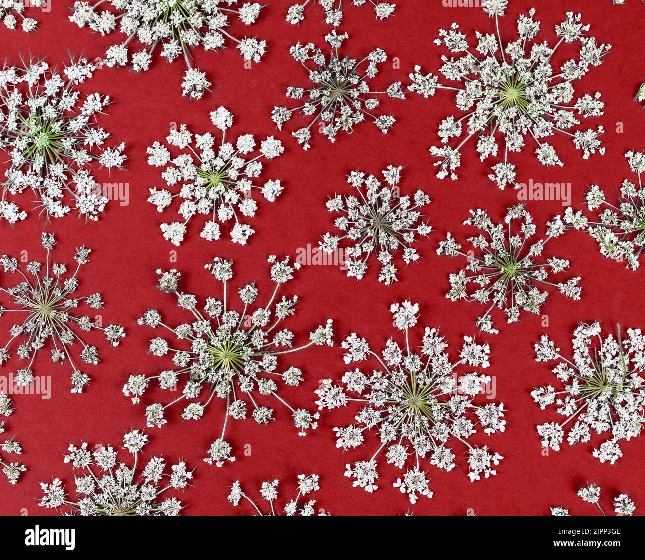 Daucus carota i fiori bianchi di campo umbellano l'infiorescenza su uno sfondo rosso. Vista dall'alto, motivo floreale. Foto Stock