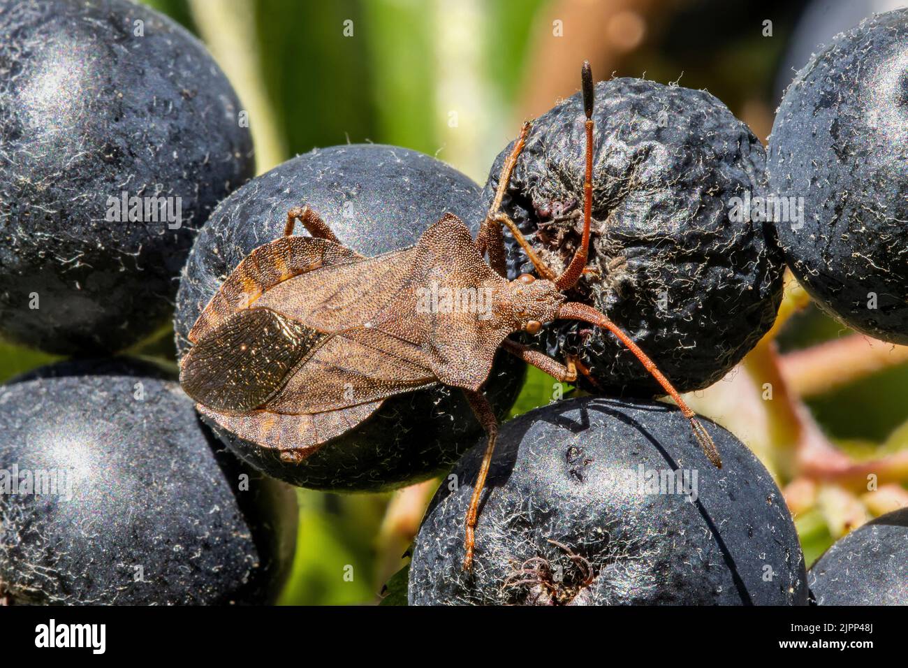 Bug di dock (Coreus marginatus) sulle bacche di aronia Foto Stock