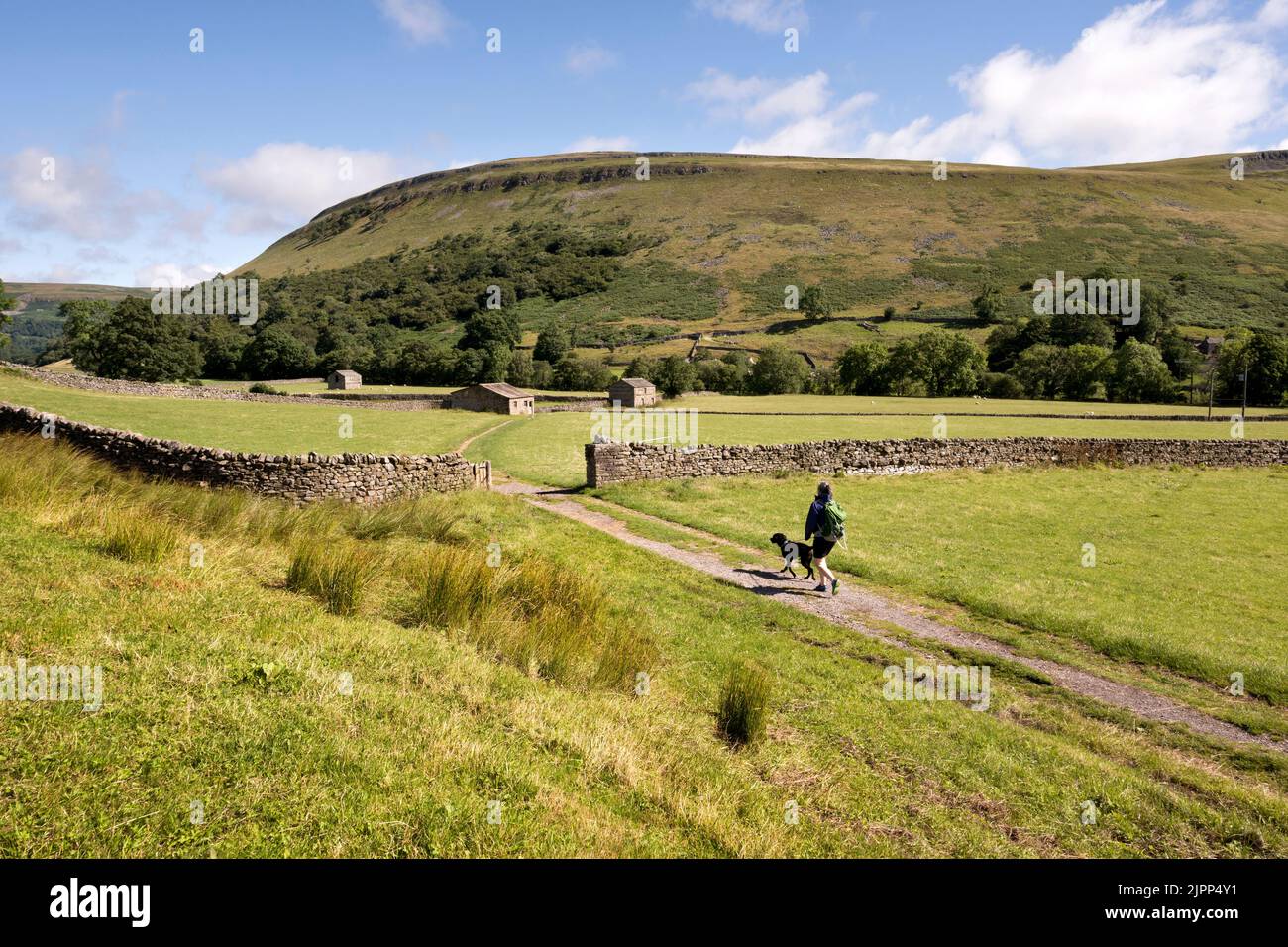 Un camminatore del cane attraversa i prati del fieno su un sentiero pubblico, Muker, Yorkshire Dales National Park, Regno Unito Foto Stock