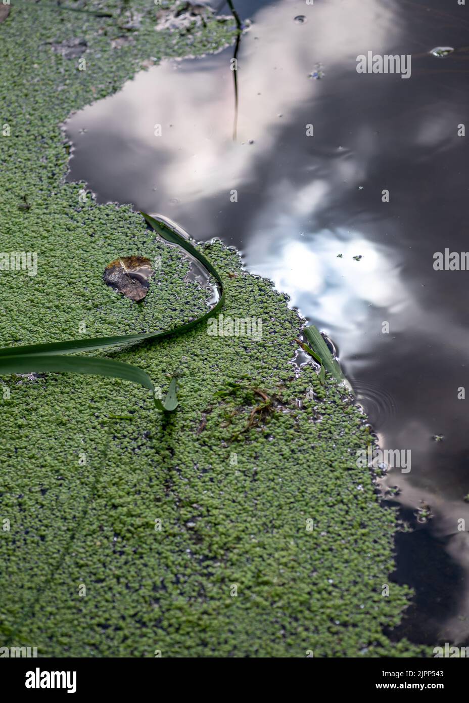 Piccola foglia verde pianta vita della superficie di acqua di fiume, Regno Unito, estate Foto Stock