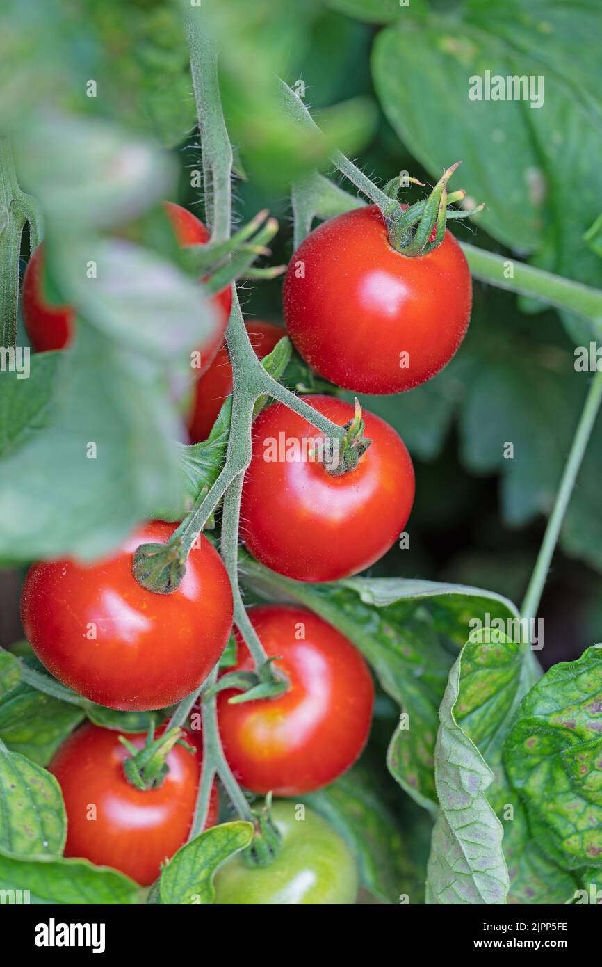 Pomodori, Solanum lycopersicum, sul cespuglio Foto Stock